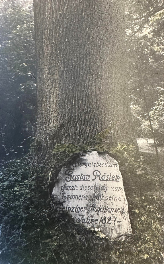 Rößler-Eiche 1827 gepflanzt von Gustav Rößler, stand im Gutspark am Wehr, Foto von Herrn Jaenicke-Rößler