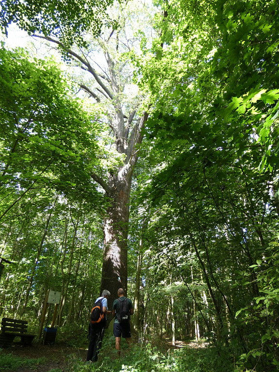 alte Rößler-Eiche im ehemaligen Park heute Naturlehrpfad