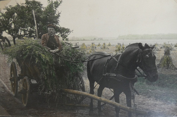 Pferdewagen beim Einholen von Flachs