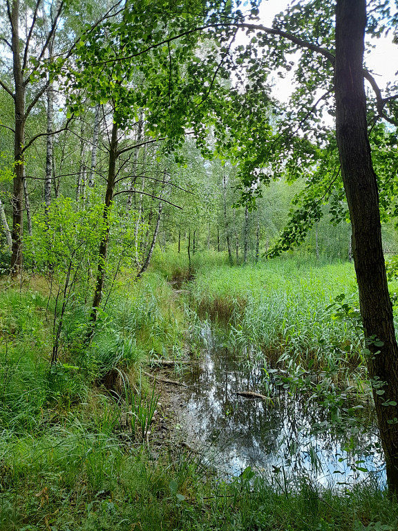 der mit Schilf zugewachsene Teich liegt links von einem kleinen Deich, dann folgt der Tiefteich